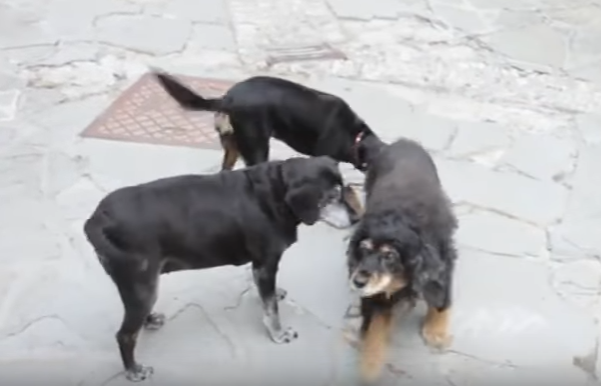 video di promozione turistica - cani